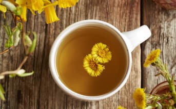Tussilage (Tussilago farfara) : définition, propriétés et bienfaits