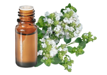 Olio essenziale di Origano verde della Provenza