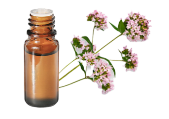 Olio essenziale di Maggiorana tujanolo