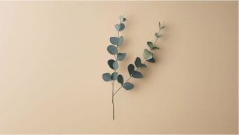 Feuilles d’eucalyptus : bienfaits et usages naturels