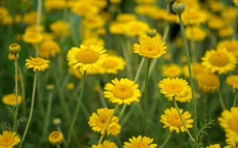 Anthemis arvensis (Anthemis arvensis) : définition, propriétés et bienfaits