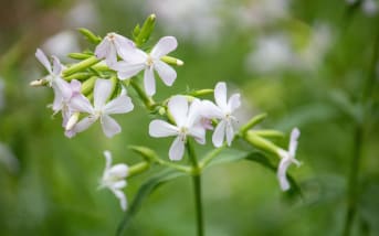 Saponaire officinale (Saponaria officinalis) : définition, propriétés et bienfaits