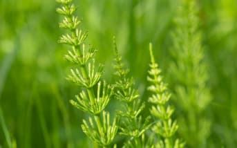 Prêle des champs (Equisetum arvensis) : définition, propriétés et bienfaits