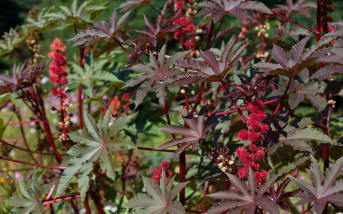 Quels sont les bienfaits de la feuille de ricin (Ricinus communis) ?