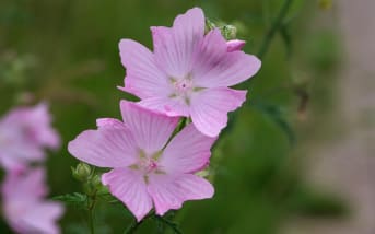 Mauve musquée (Malva moschata) : définition, propriétés et bienfaits