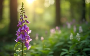 Digitale pourpre (Digitalis purpurea) : définition, propriétés et bienfaits