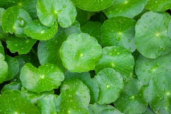 Gotu Kola (Herbe du tigre) : bienfaits, précautions d'emploi et conseils d'utilisations