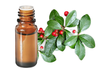 Olio essenziale di Gaultheria odorante