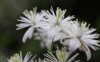 Clématite vigne blanche (Clematis vitalba)