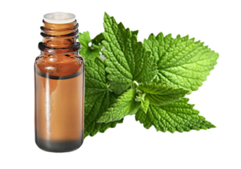 Huile essentielle de Menthe poivrée de Provence BIO