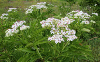 Sureau hièble (sambucus ebulus) : définition, propriétés et bienfaits