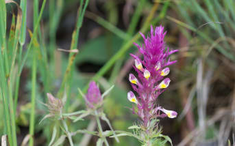 Mélampyre des champs (Melampyrum arvense)