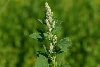 Chénopode bon-Henri (Chenopodium bonus-henricus) : définition, propriétés et bienfaits