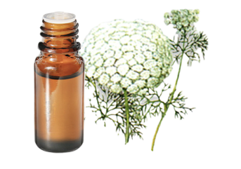 Olio essenziale di Khella