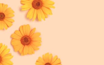 L’astuce post-jardinage : l’Arnica, à cultiver et à transformer en soin maison