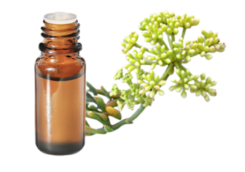 Huile essentielle de Criste marine (Christe marine) BIO