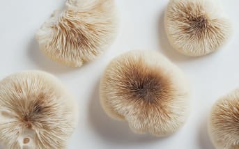Stress, sommeil, immunité… Les super-pouvoirs des champignons adaptogènes