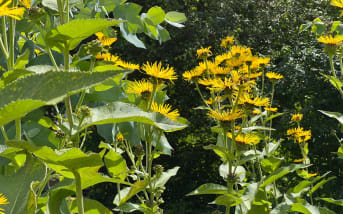 Aunée (inula helenium) : définition, propriétés et bienfaits