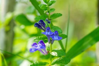 Scutellaire (Scutellaria spp.) : définition, propriétés et bienfaits