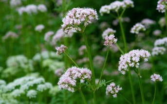Quels sont les bienfaits de la Valériane ?