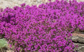 Thym rampant (Thymus caespititius) : définition, propriétés et bienfaits