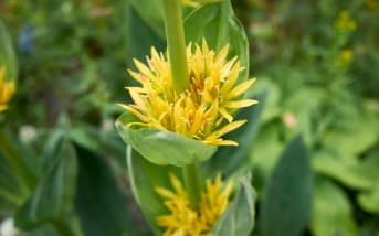 Gentiane jaune (Gentiana lutea) : définition, propriétés et bienfaits