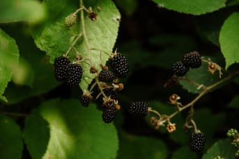La Ronce : origines, vertus et bienfaits pour la santé