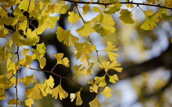 Quels sont les bienfaits du Ginkgo ?