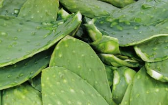 Le Nopal (figuier de Barbarie) : ses bienfaits pour la santé et la peau