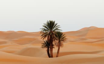 Plantes du désert : l’essence d’une beauté naturelle