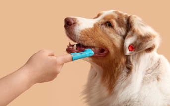 Comment nettoyer et prévenir le tartre chez les chiens naturellement ?