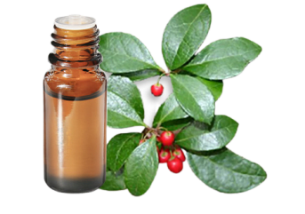 Olio essenziale di Tè del Canada (Gaultheria)