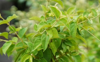Gymnema sylvestre : définition, bienfaits et utilisation