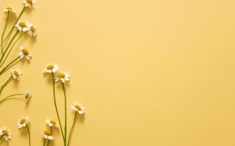 Grande camomille (Tanacetum parthenium) : définition, propriétés et bienfaits