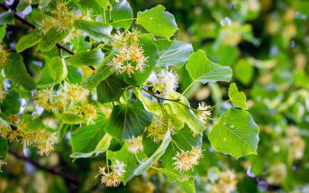Aubier de Tilleul (tilia cordata) : définition, propriétés, bienfaits
