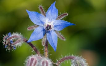 Bourrache officinale (Borago officinalis) : définition, propriétés et bienfaits