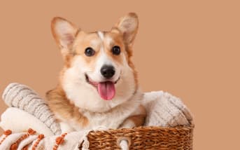 Pourquoi les chiens s’agitent-ils en tournant avant de s’allonger ? Les secrets de ce rituel canin