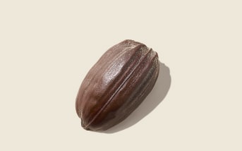Les bienfaits de l'huile de Jojoba