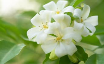 3 idées simples pour intégrer le Jasmin à votre routine beauté naturelle
