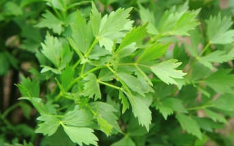 Livèche : origines, bienfaits et conseils d'utilisation