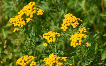 Tanaisie commune (Tanacetum vulgare) : définition, propriétés et bienfaits