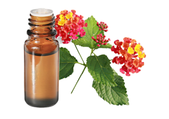 Olio essenziale di Lantana