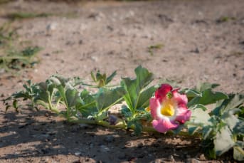 Les bienfaits de l'Harpagophytum 