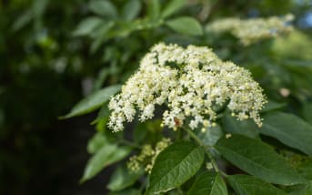 Sureau noir (Sambucus nigra) : définition, propriétés et bienfaits