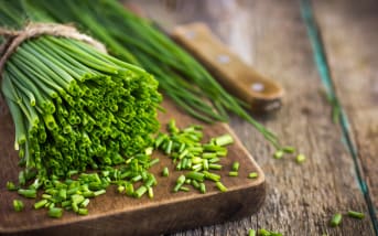 Ciboulette (Allium schoenoprasum) : définition, propriétés, bienfaits