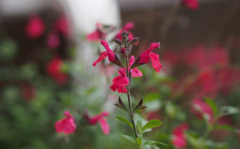 Sauge rouge (Salvia miltiorrhiza) : définition, bienfaits et utilisations