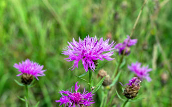 Centaurée scabieuse (Centaurea scabiosa) : définition, propriétés et bienfaits