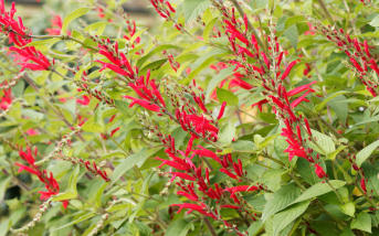 Sauge ananas (Salvia elegans) : définitions, propriétés et bienfaits