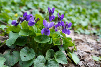 Violette odorante (Viola odorata) : définition, propriétés et bienfaits