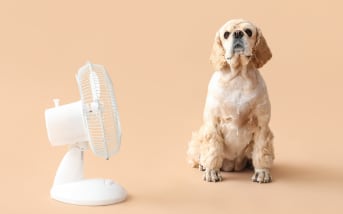 Canicule : comment protéger efficacement son animal de compagnie